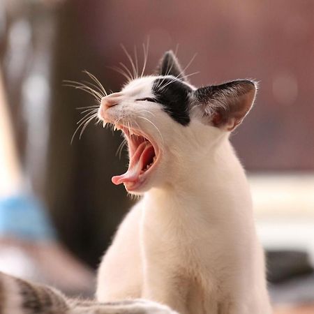 猫と断食の宿 Cat Inn Neko Kunisaki Экстерьер фото