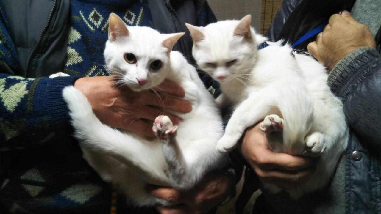 猫と断食の宿 Cat Inn Neko Kunisaki Экстерьер фото